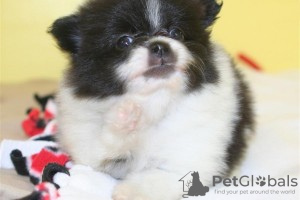 Photo №1. pomeranian - for sale in the city of Jünkerath | 349$ | Announcement № 119061