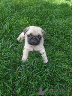 Photo №1. pug - for sale in the city of Minsk | 999$ | Announcement № 11668