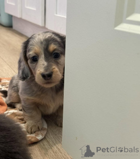 Photo №4. I will sell dachshund in the city of Berlin. breeder - price - negotiated