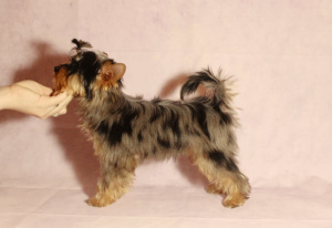 Photo №2 to announcement № 4389 for the sale of yorkshire terrier - buy in Russian Federation from nursery