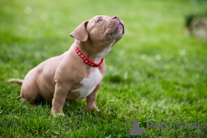 Photo №3. American Bully puppies for sale. Bosnia and Herzegovina