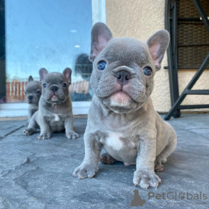 Photo №1. french bulldog - for sale in the city of Paris | negotiated | Announcement № 83023