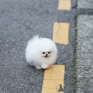 Photo №1. pomeranian - for sale in the city of Munich | negotiated | Announcement № 163593