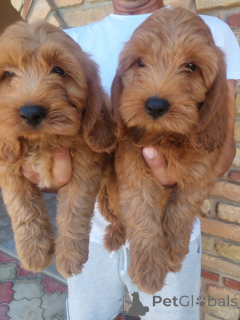 Photo №3. Cockapoo puppies. Serbia