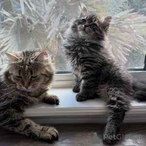 Photo №1. siberian cat - for sale in the city of Brno | negotiated | Announcement № 169401