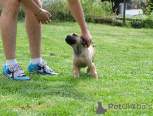 Additional photos: Boerboel (South African Mastiff) puppies