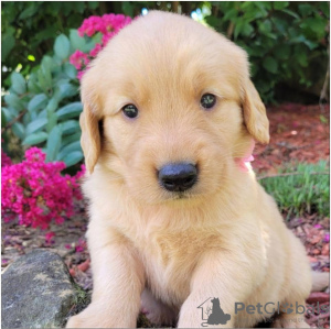 Photo №1. golden retriever - for sale in the city of Omsk | Is free | Announcement № 35507