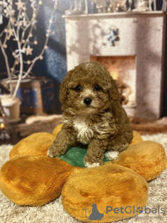 Photo №4. I will sell maltipu in the city of Dusseldorf. private announcement, from nursery, breeder - price - 941$