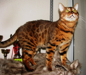 Photo №1. Mating service - breed: bengal cat. Price - 500$
