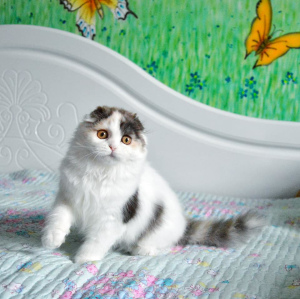 Photo №1. scottish fold - for sale in the city of Khmelnitsky | 230$ | Announcement № 2391