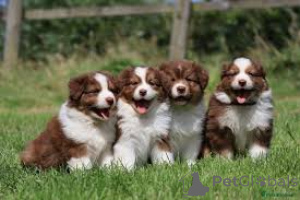Photo №1. australian shepherd - for sale in the city of Flensburg | 929$ | Announcement № 167602