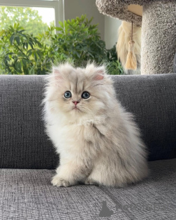 Photo №1. persian cat - for sale in the city of Hamburg | negotiated | Announcement № 165339