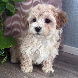 Photo №3. Deze prachtige dachshundpuppy's. Belgium