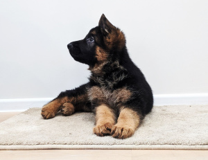 Photo №1. german shepherd - for sale in the city of Kiev | 799$ | Announcement № 5098