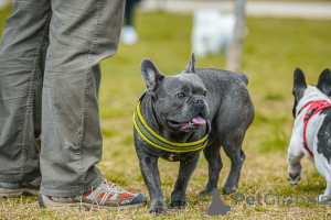 Photo №1. french bulldog - for sale in the city of Paris | 1129$ | Announcement № 138590
