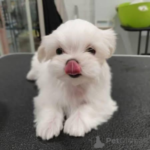Photo №1. maltese dog - for sale in the city of Huldenberg | negotiated | Announcement № 165205