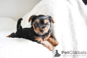 Photo №2 to announcement № 95012 for the sale of yorkshire terrier - buy in Netherlands private announcement