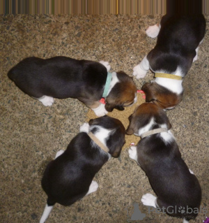 Photo №3. Cute Beagle puppies with Pedigree available now. Germany