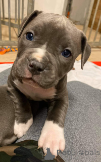 Photo №2 to announcement № 159920 for the sale of american pit bull terrier - buy in Germany 