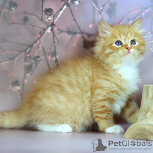 Photo №2 to announcement № 121995 for the sale of siberian cat - buy in United Kingdom 