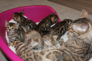 Additional photos: Vaccinated Bengal Cats kittens available for Caring homes