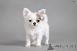 Photo №2 to announcement № 116416 for the sale of non-pedigree dogs - buy in Germany private announcement