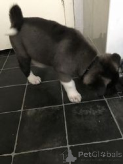 Photo №1. akita - for sale in the city of Vasa | 506$ | Announcement № 168929