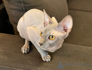 Photo №2 to announcement № 133674 for the sale of sphynx-katze - buy in France private announcement