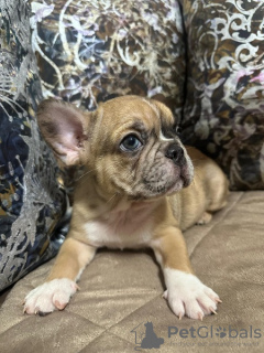 Additional photos: French bulldog puppies