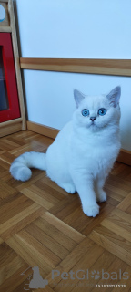 Photo №2 to announcement № 27673 for the sale of british shorthair - buy in Ukraine breeder