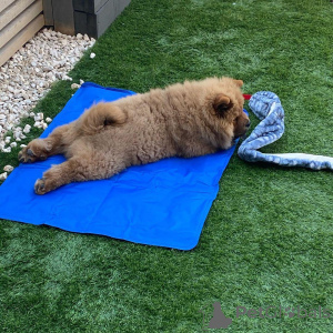 Photo №2 to announcement № 172214 for the sale of chow chow - buy in Finland private announcement