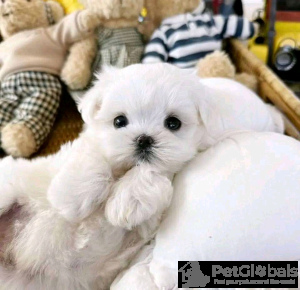 Photo №2 to announcement № 134454 for the sale of maltese dog - buy in United States private announcement