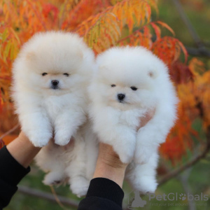 Photo №4. I will sell pomeranian in the city of Гамбург. private announcement - price - 475$