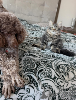 Photo №4. I will sell siberian cat in the city of Växjö. breeder - price - negotiated