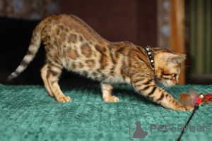 Photo №4. I will sell bengal cat in the city of Edgecumbe. private announcement - price - 423$