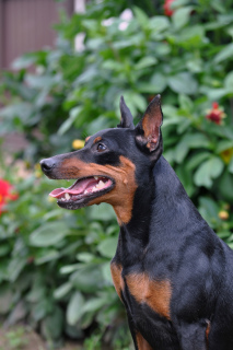 Photo №3. Miniature pinscher, titled male for mating in Belarus. Announcement № 3786
