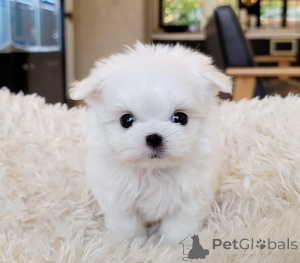 Photo №2 to announcement № 163831 for the sale of maltese dog - buy in Belgium 