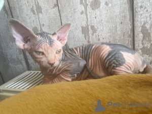 Photo №1. sphynx cat - for sale in the city of Kazan | negotiated | Announcement № 10716