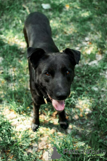 Additional photos: Good dog Drake is in good hands.