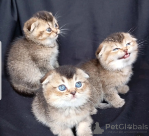 Photo №1. scottish fold - for sale in the city of Bern | negotiated | Announcement № 121749