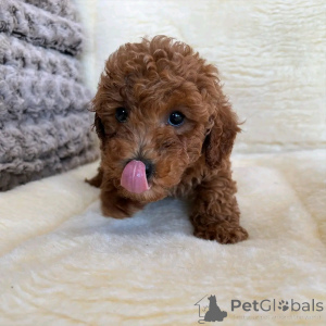 Photo №3. Spielzeug Pudel Welpen zur Adoption. Germany