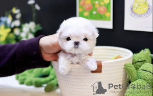 Photo №1. maltese dog - for sale in the city of Charlotte | 450$ | Announcement № 99624