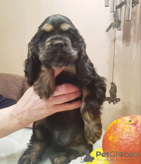 Photo №3. Wonderful American Cocker Spaniel puppy. Russian Federation