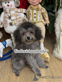 Photo №1. poodle (dwarf) - for sale in the city of Krasnodar | 1892$ | Announcement № 155131