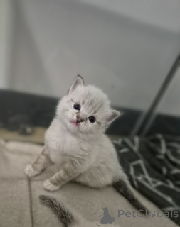 Photo №3. Ragdoll kittens. Poland