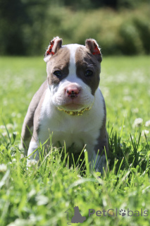 Photo №1. american bully - for sale in the city of Ramenskoye | 2029$ | Announcement № 147528