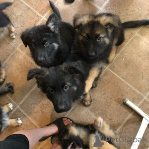 Photo №3. Outstanding German Shepherd puppies looking for caring homes. Portugal