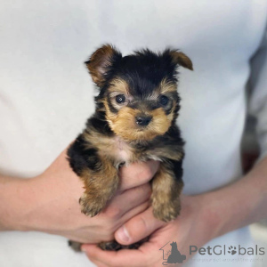 Photo №2 to announcement № 157332 for the sale of yorkshire terrier - buy in Ireland private announcement