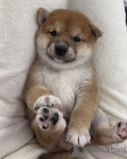 Photo №1. shiba inu - for sale in the city of Poznan | negotiated | Announcement № 163745