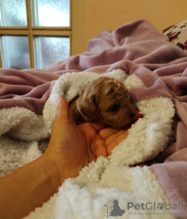 Additional photos: Red toy poodle, female